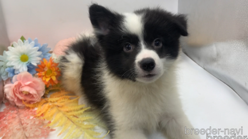 成約済の東京都のミックス犬-304006の1枚目