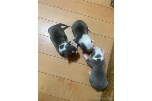 成約済の佐賀県のアメリカンピットブルテリア-312781の9枚目