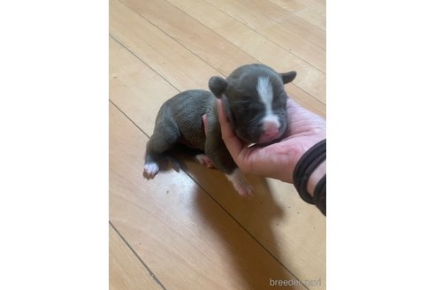 成約済の佐賀県のアメリカンピットブルテリア-312781の12枚目
