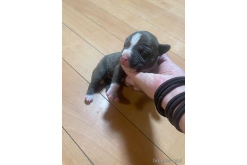 成約済の佐賀県のアメリカンピットブルテリア-312781の7枚目