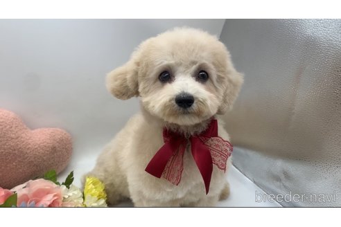 販売中の東京都のミックス犬-298406の4枚目