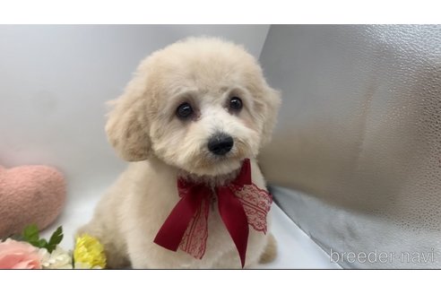 成約済の東京都のミックス犬-298406の32枚目