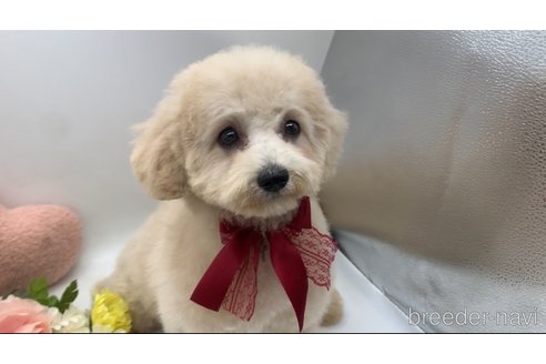 販売中の東京都のミックス犬-298406の2枚目