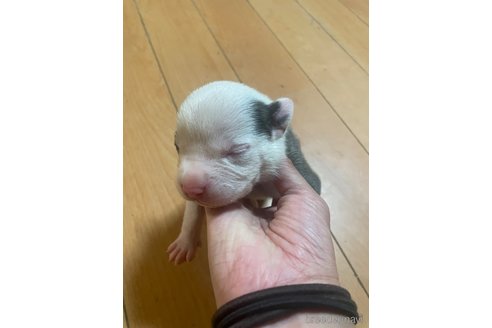 成約済の佐賀県のアメリカンピットブルテリア-312785の35枚目