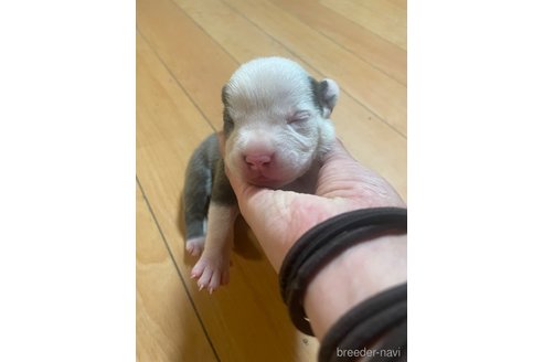 成約済の佐賀県のアメリカンピットブルテリア-312785の34枚目