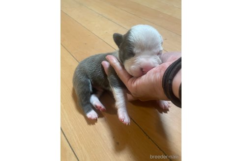 成約済の佐賀県のアメリカンピットブルテリア-312785の33枚目