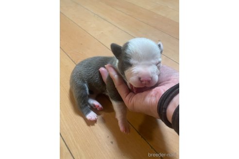 成約済の佐賀県のアメリカンピットブルテリア-312785の32枚目