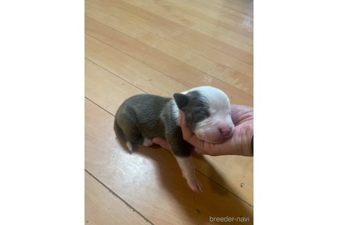 成約済の佐賀県のアメリカンピットブルテリア-312785の30枚目