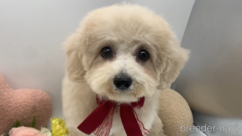 成約済の東京都のミックス犬-298406の31枚目