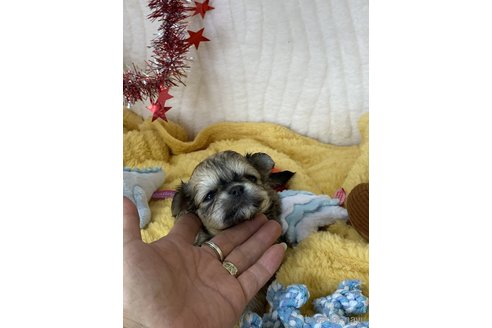 成約済の愛媛県のチワワ(ロングコート)-312784の6枚目