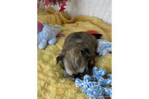 成約済の愛媛県のチワワ(ロングコート)-312784の7枚目