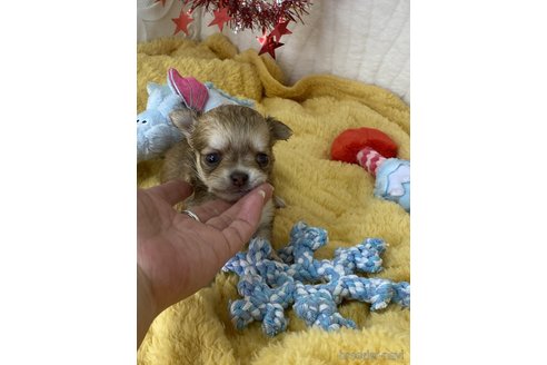 成約済の愛媛県のチワワ(ロングコート)-312791の8枚目