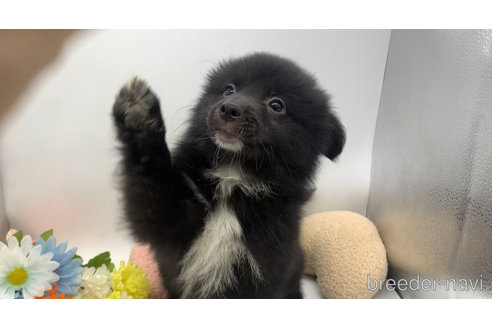 成約済の東京都のミックス犬-303996の13枚目