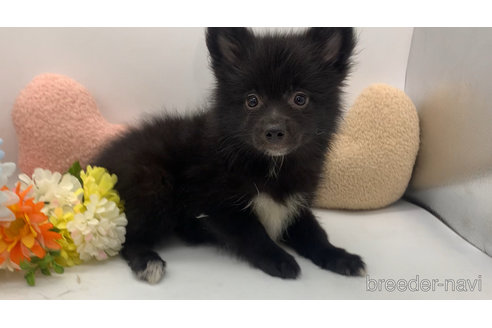 成約済の東京都のミックス犬-303999の26枚目