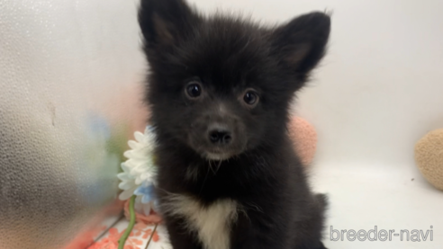 成約済の東京都のミックス犬-303999の25枚目