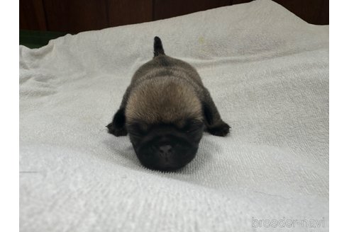 成約済の岐阜県のパグ-312795の14枚目