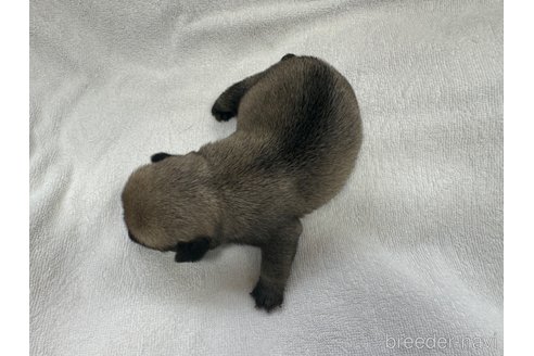 成約済の岐阜県のパグ-312795の16枚目