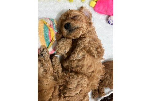 成約済の滋賀県のトイプードル-310732の32枚目