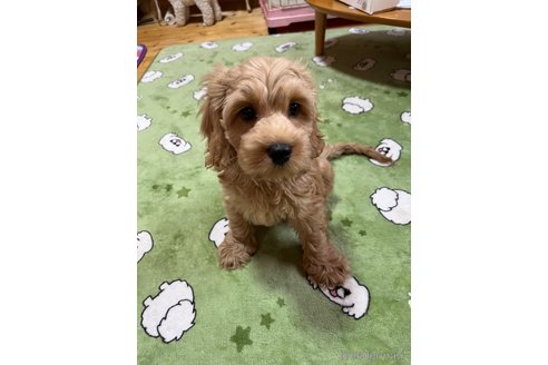 成約済の埼玉県のミックス犬-304872の6枚目