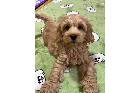 成約済の埼玉県のミックス犬-304872の5枚目