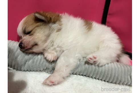 成約済の滋賀県のポメラニアン-309234の23枚目