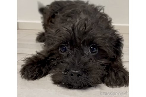 成約済の奈良県のミックス犬-300400の3枚目