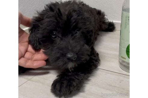 成約済の奈良県のミックス犬-301886