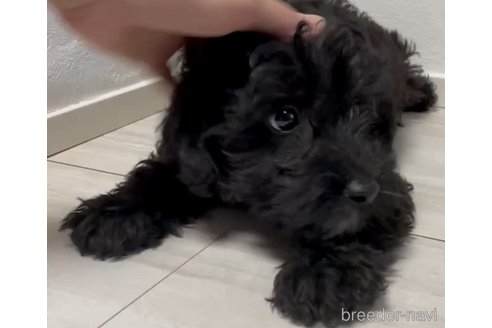 成約済の奈良県のミックス犬-301886の11枚目