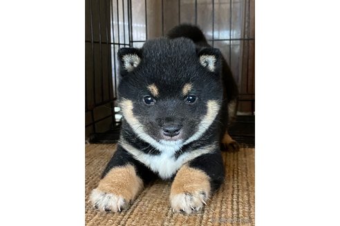成約済の茨城県の豆柴-310508の8枚目