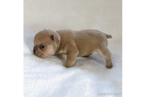 成約済の山口県のフレンチブルドッグ-312834の14枚目
