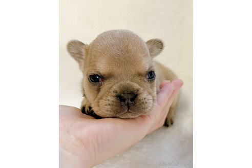 成約済の山口県のフレンチブルドッグ-312834の12枚目