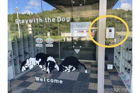 成約済の千葉県のミックス犬-312528の2枚目