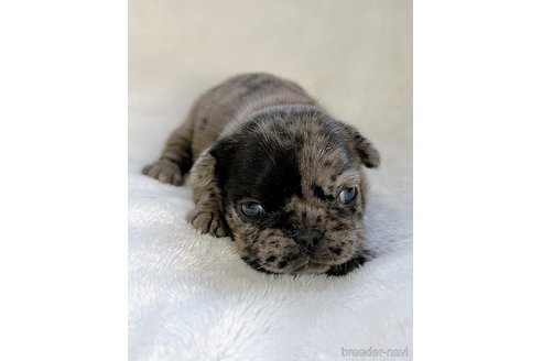 成約済の山口県のフレンチブルドッグ-311321の3枚目