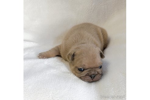 成約済の山口県のフレンチブルドッグ-311327の10枚目