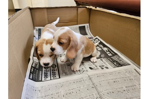 成約済の愛知県のビーグル-312848の2枚目