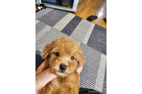 成約済の埼玉県のティーカッププードル-312849の3枚目