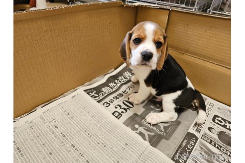 成約済の愛知県のビーグル-312852の8枚目