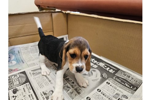 成約済の愛知県のビーグル-312853の4枚目