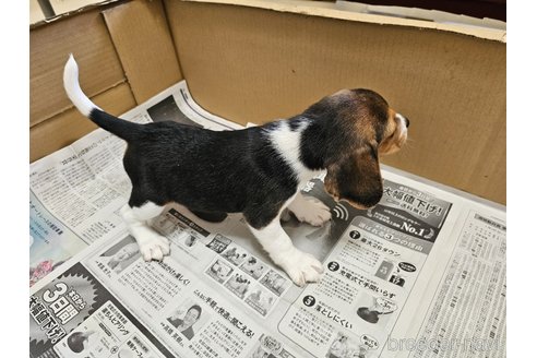 成約済の愛知県のビーグル-312853の3枚目