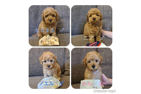 成約済の東京都のトイプードル-302771の4枚目