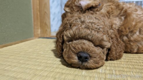 成約済の東京都のトイプードル-302771の2枚目