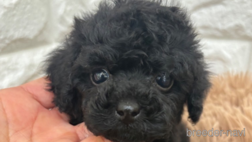 子犬