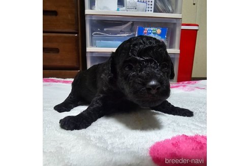 成約済の岡山県のトイプードル-311889の23枚目