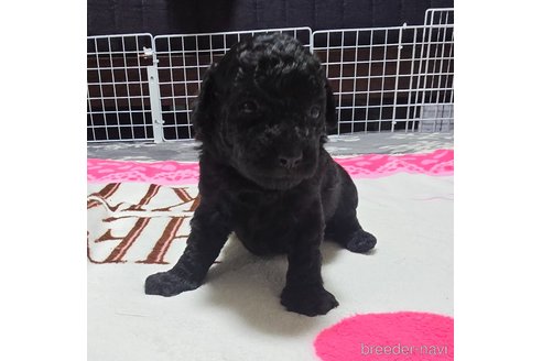 成約済の岡山県のトイプードル-311889の22枚目