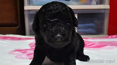 成約済の岡山県のトイプードル-311889の21枚目