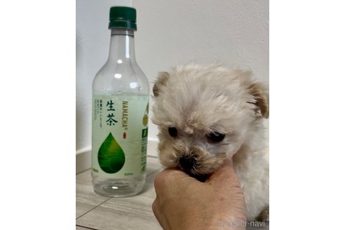 成約済の奈良県のマルプー:マルチーズ×トイプードル-312878の6枚目
