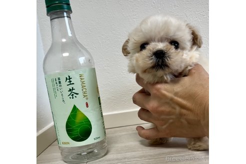 成約済の奈良県のマルプー:マルチーズ×トイプードル-312878の8枚目