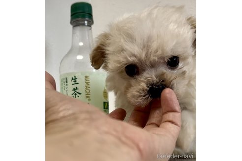 成約済の奈良県のマルプー:マルチーズ×トイプードル-312878の9枚目
