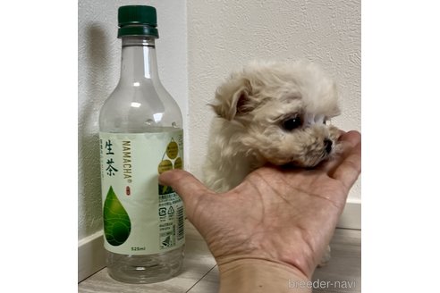 成約済の奈良県のマルプー:マルチーズ×トイプードル-312878の3枚目