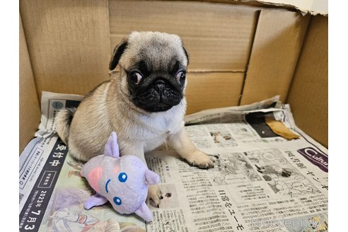 成約済の愛知県のパグ-306284の6枚目